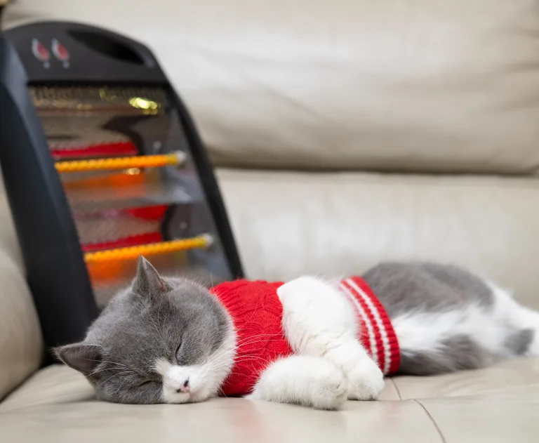 This image shows a grey and white cat, wearing a sweater, sitting in front of an electric space heater.