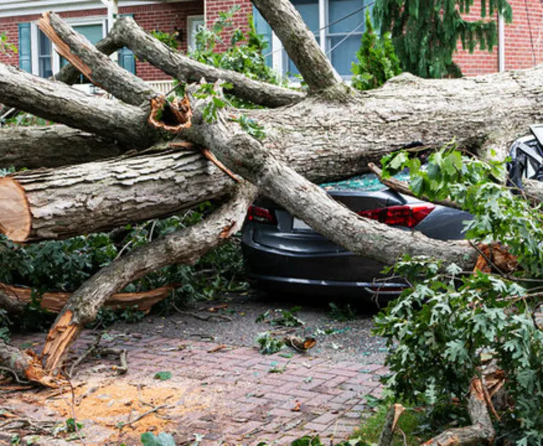 A large tree on top of a black car, as if fallen during a storm.