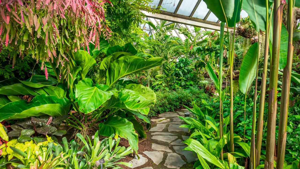 This image shows a tropical greenhouse, which needs electricity to be temperature-controlled.