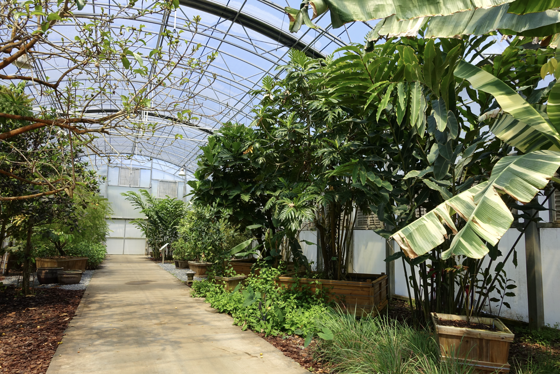 This image shows a lush greenhouse in Florida.